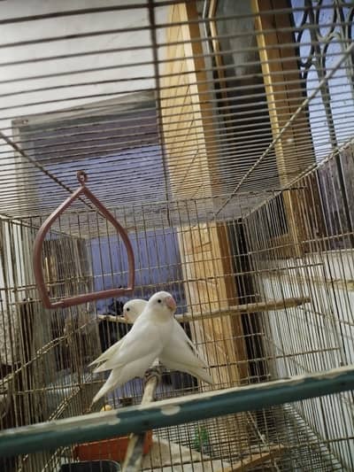 Badgies patha and cage