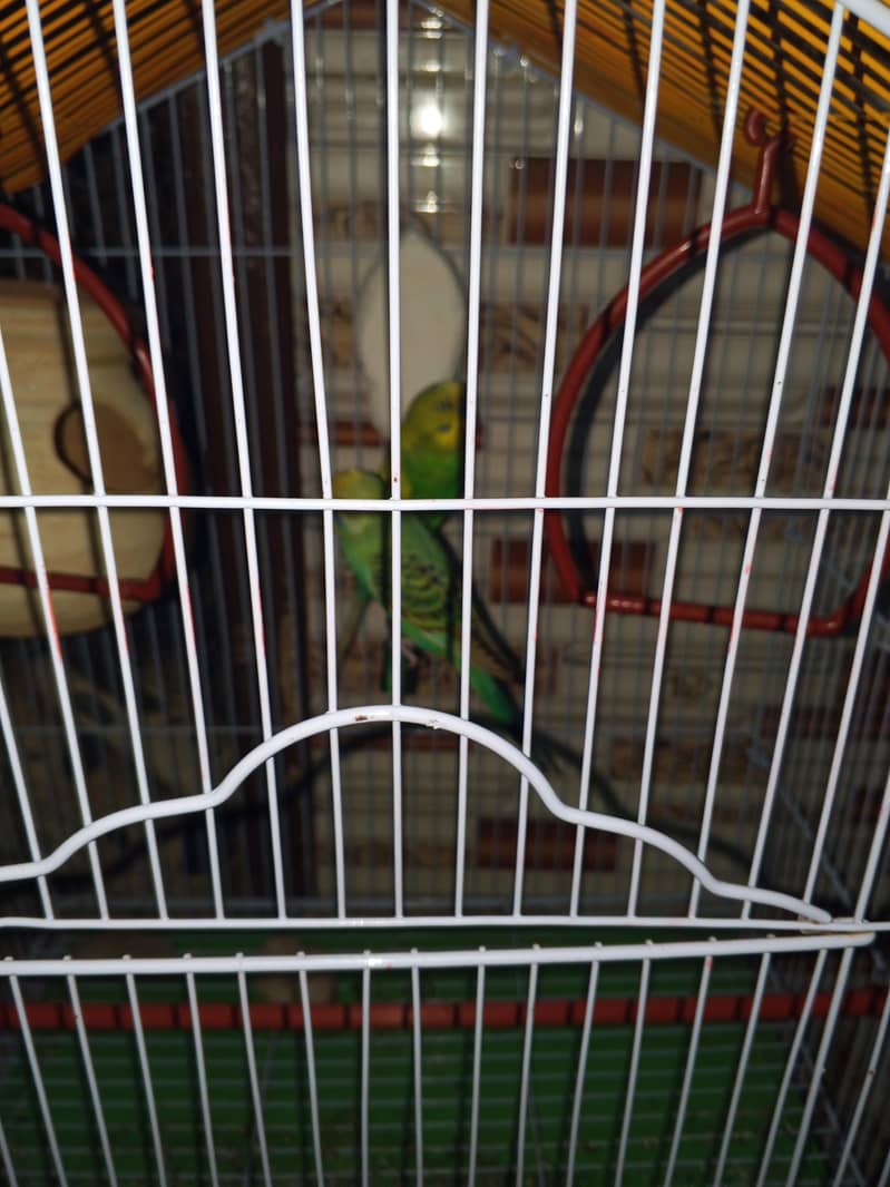 full active pair 2
