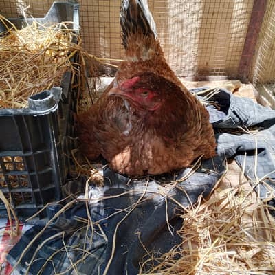 Aseel hens
