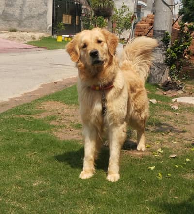 Golden Retriever PKC Pedigreed Exchange with Parrots