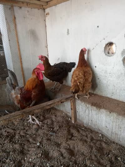 Desi Golden Misri Cock & Hens