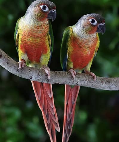 Conure parrot