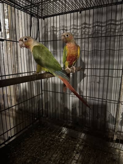 Conure parrot