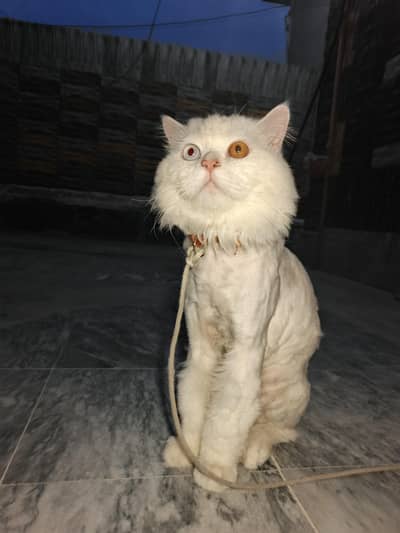 Persian male cat available for sale. odd eyes