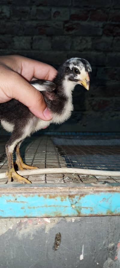 Thai pakoy chicks available