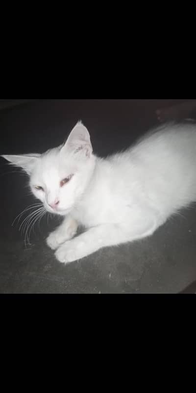 female cat
