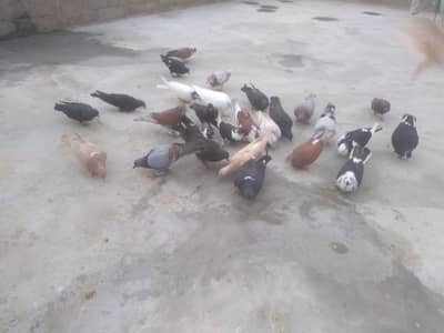 Pigeons for sell