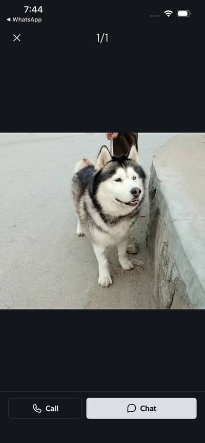 Siberian husky dog for sale