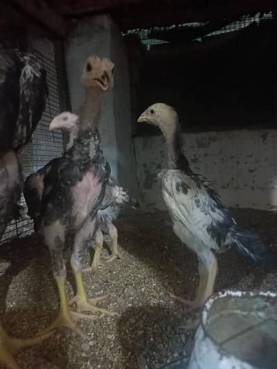 japanese shamo chicks/ shamo breeders/ German shamo breeders.