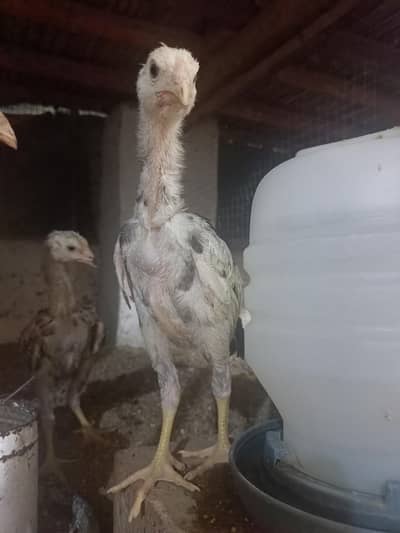 japanese shamo chicks/ shamo breeders/ German shamo breeders.