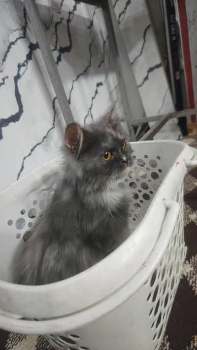 Persian Gray cat for sale
