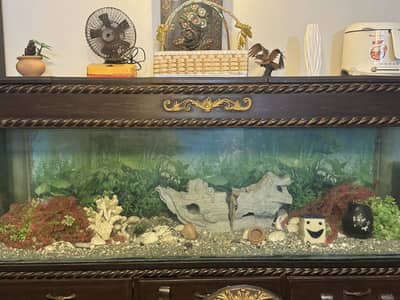 Aquarium Setup 6ft Long – Ideal for Home, Office or Lobby