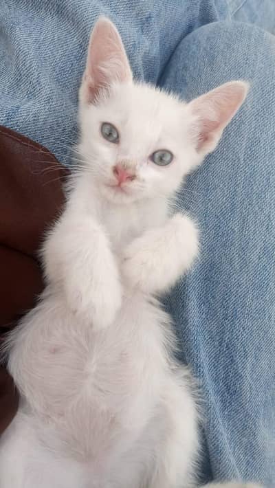 Kitten for Adoption
