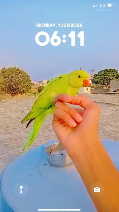 2months fully tamed semi self fly tame video avlbl