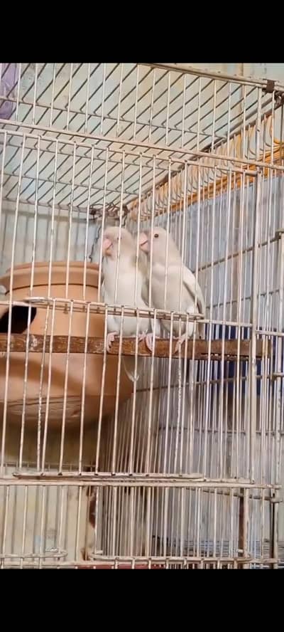 parrot