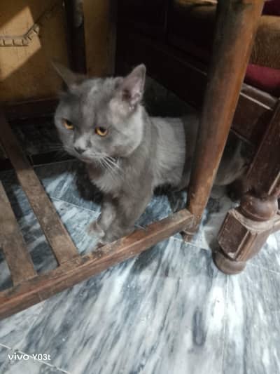our smokey loves you