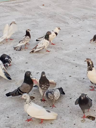 High flyer pigeons