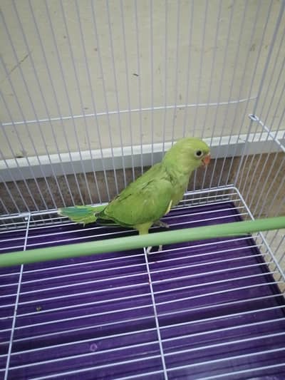 Green Parrot Chick full ok