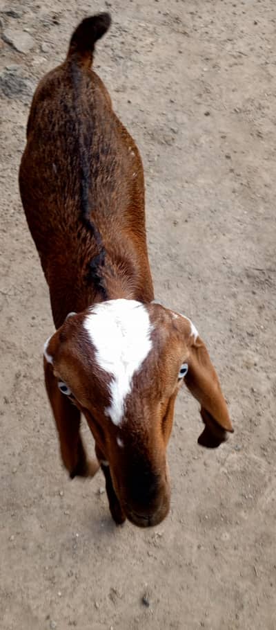 Nadeem goat farm