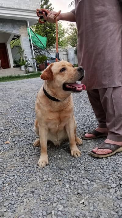 British Labrador male for sale