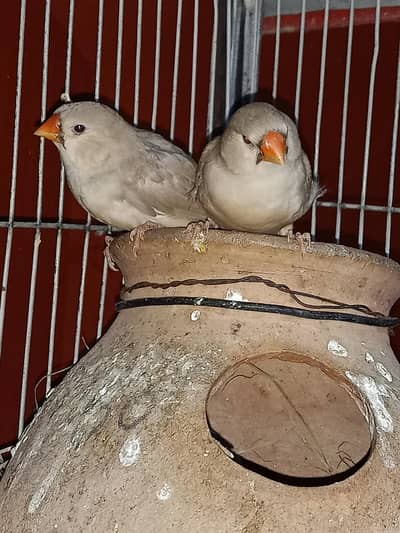 Finches for sale