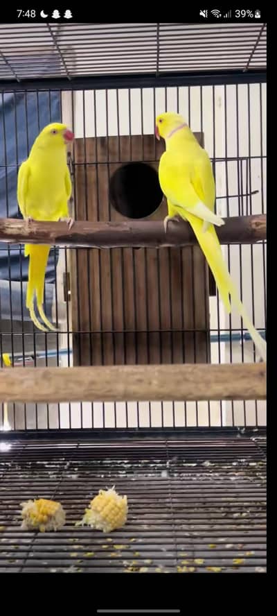 ready to breed pair available