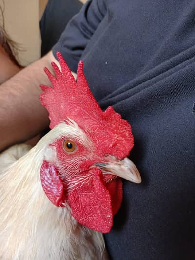 hen and coco