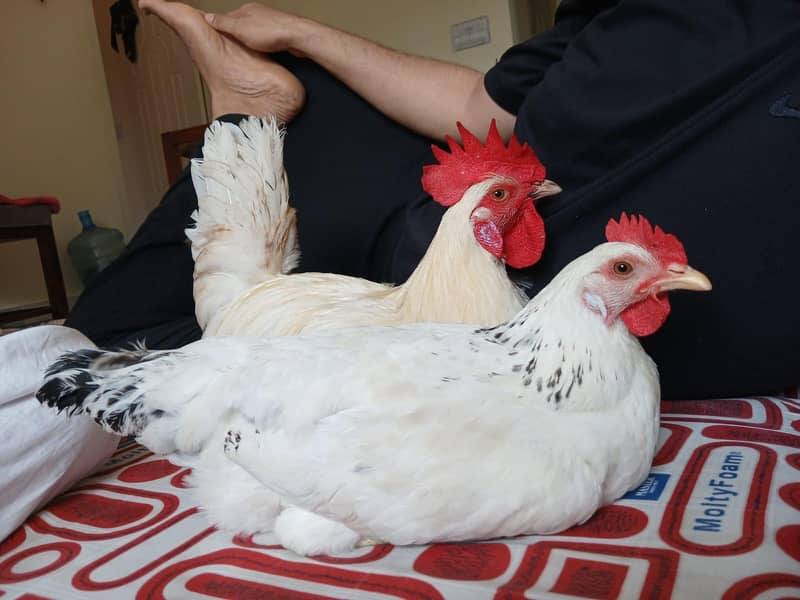 hen and coco 1