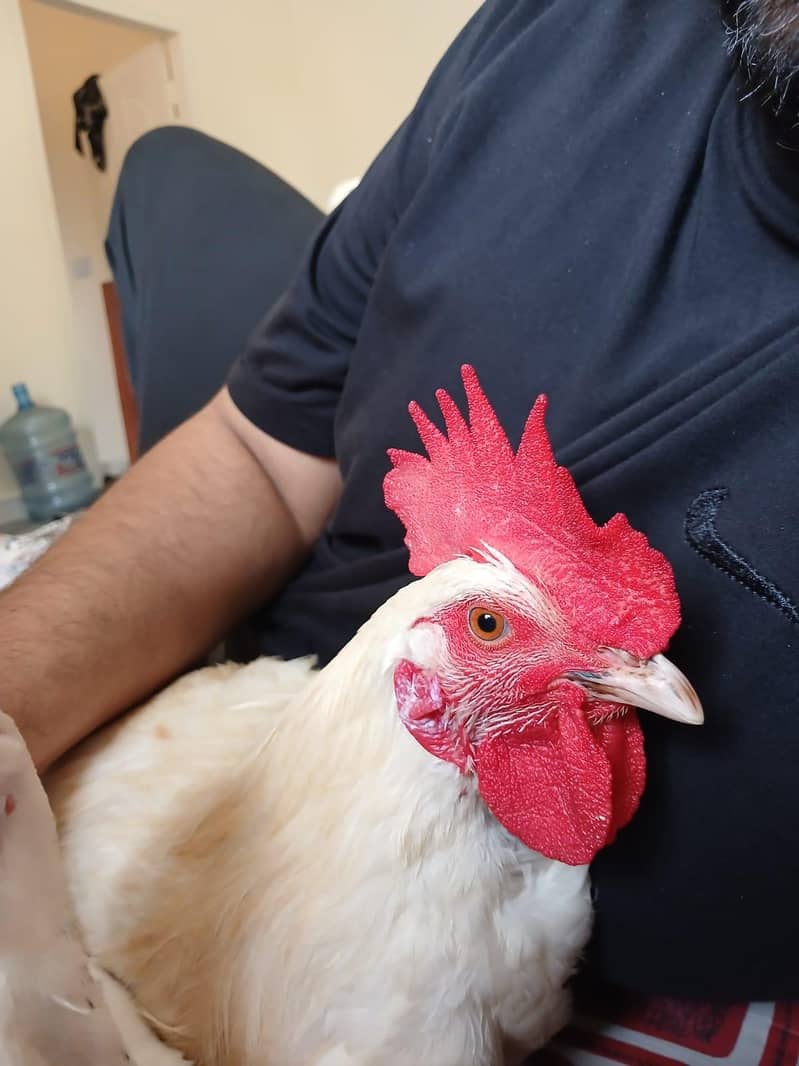 hen and coco 2