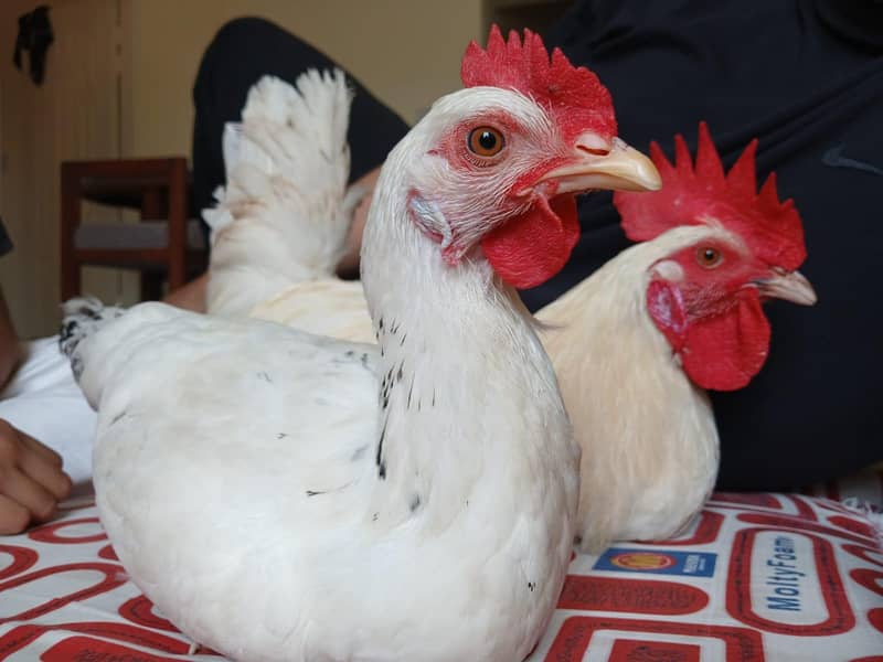 hen and coco 3