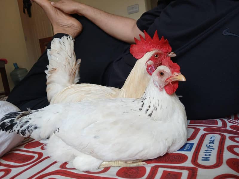 hen and coco 4