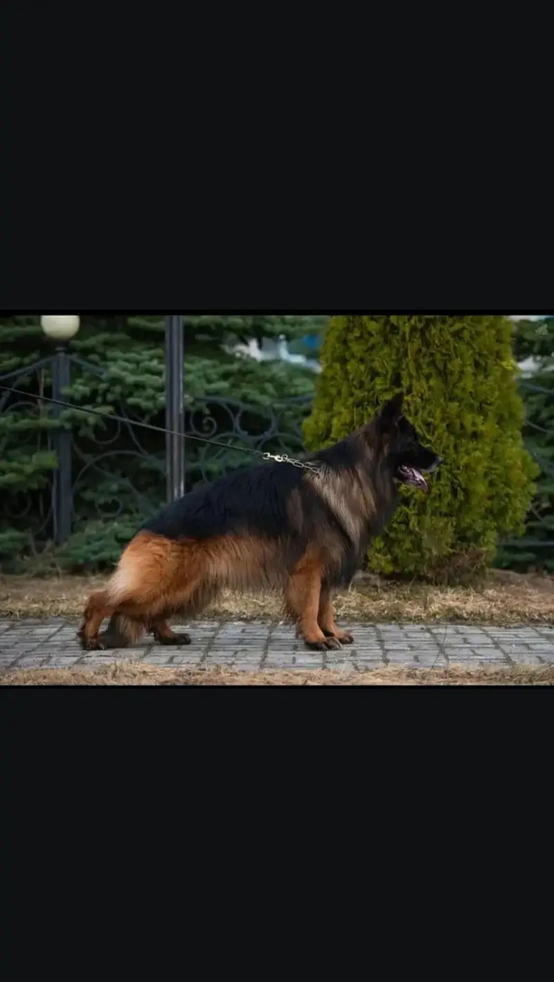 German Shepherd Male Dog For Stud | German Shepherd Dog For Matting — photo 2