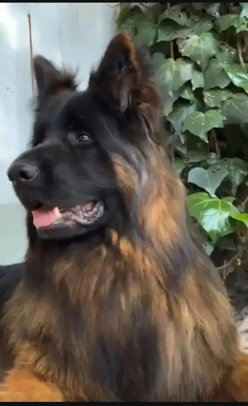 German Shepherd Male Dog For Stud | German Shepherd Dog For Matting — photo 3