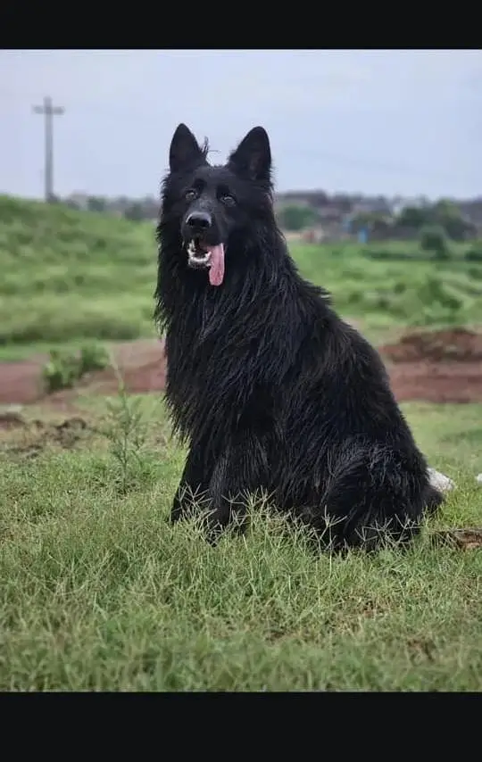 German Shepherd Male Dog For Stud | German Shepherd Dog For Matting — photo 4