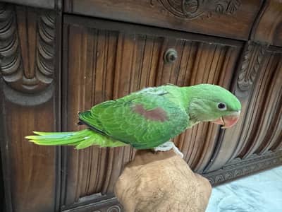 Alexandrine/ Raa parrot chicks