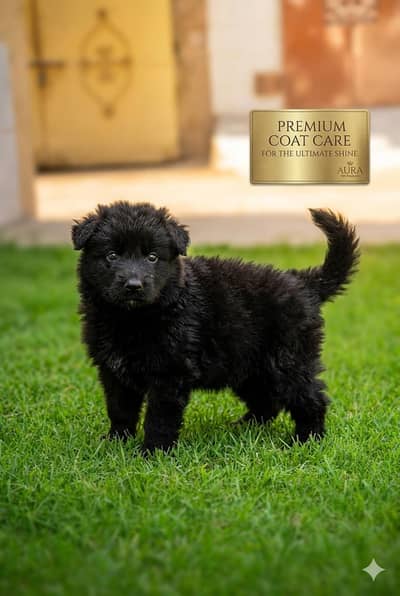 Black German shepherd Long caot