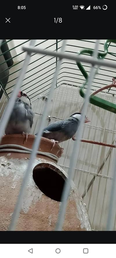 java birds