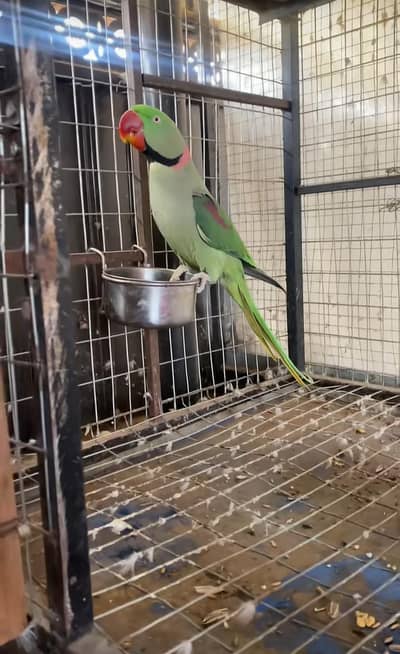 Kashmiri raw parrot for sale