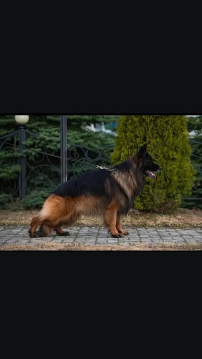 German Shepherd For Stud | Cross | Mating | GSD Stud Available