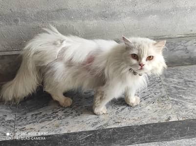 pershian cat White Female Brown Male