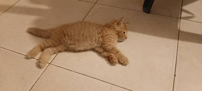 cat in animal