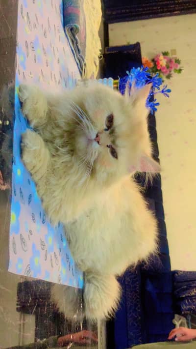 CAT FOR SALE