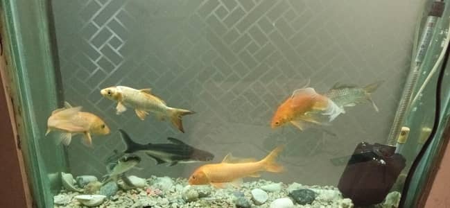 Fish with and without Aquarium sale