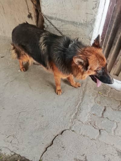 German shepherd female long coated