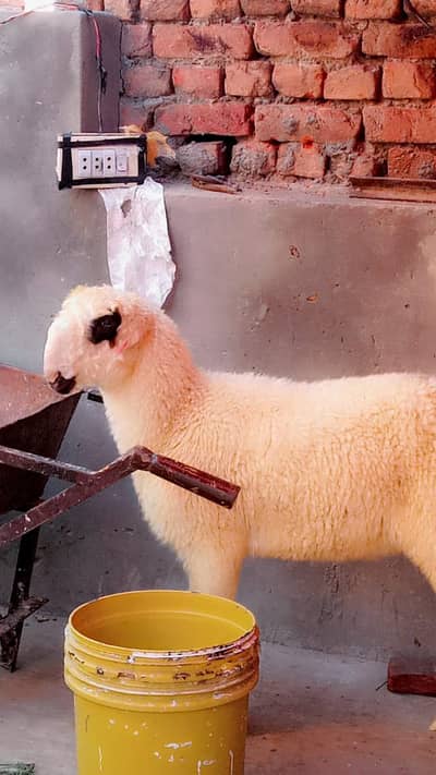 vip mundra laka  bacha