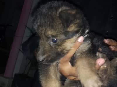 Urgent for sale