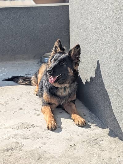 German shephered female 1 year
