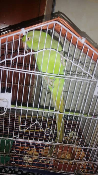 Parrot for Sale