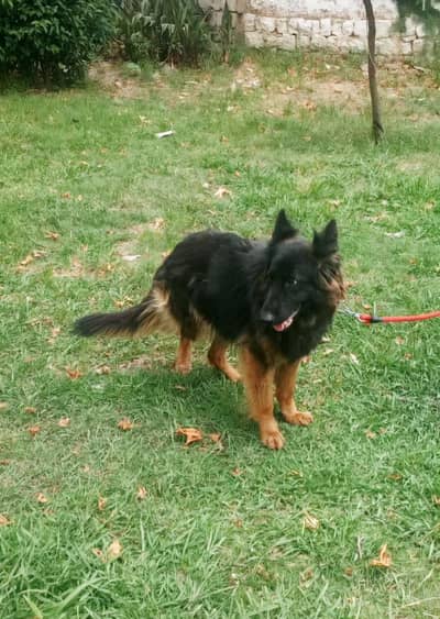 German Shepherds