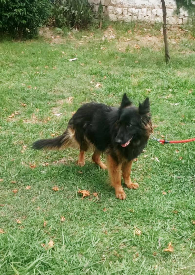 German Shepherds 0